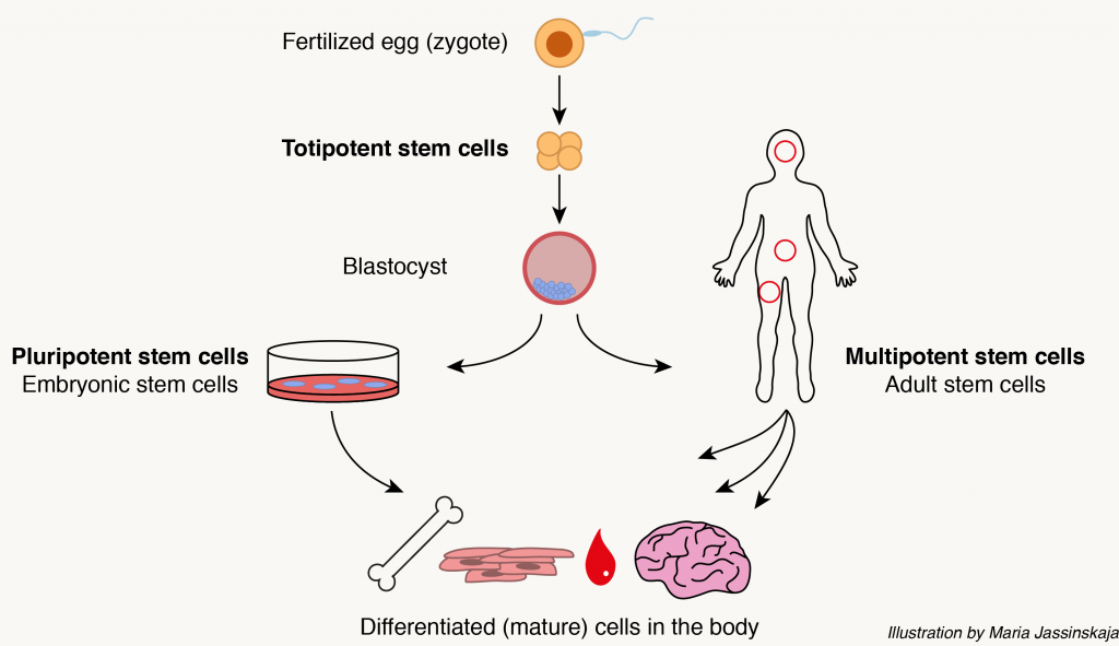 Stem Cells For Beginners Science as We Know It