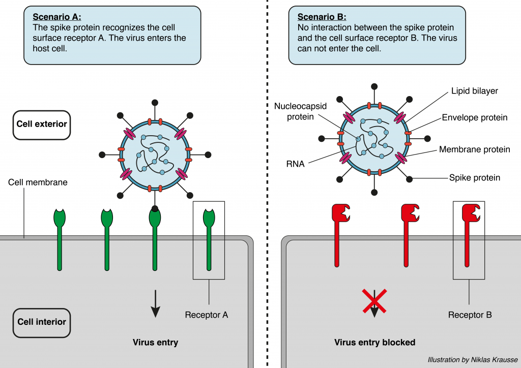 Lessons learned from SARS-CoV: A molecular handshake with consequences ...