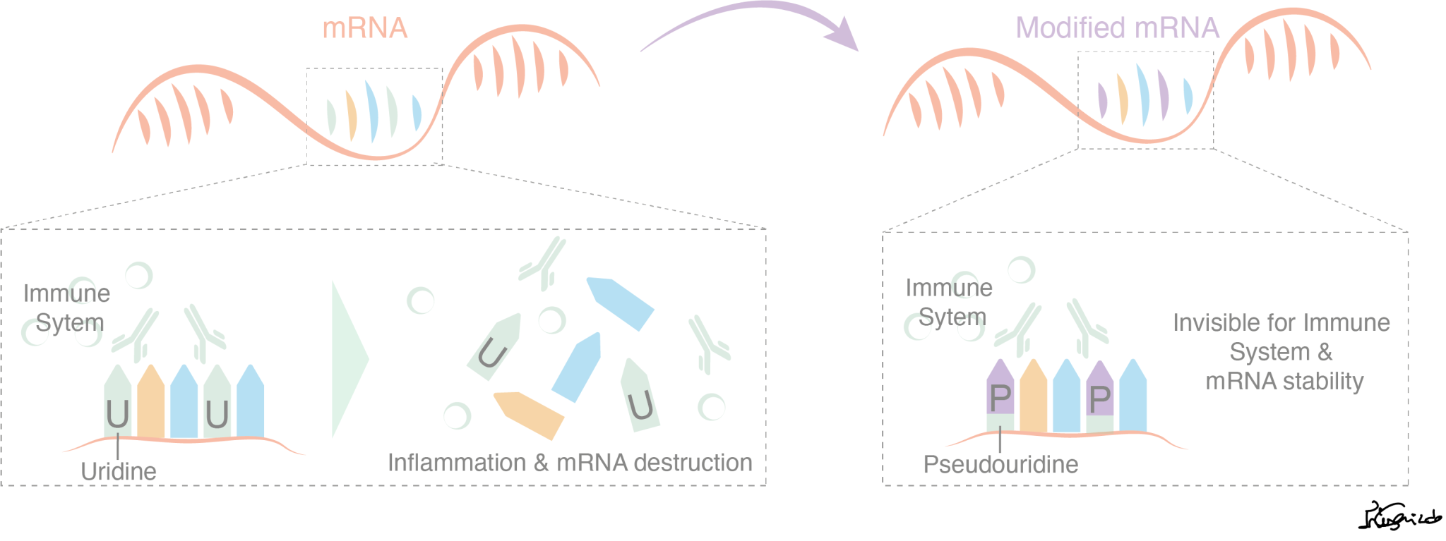 mRNA – a molecule with life-saving potential – Science as We Know It